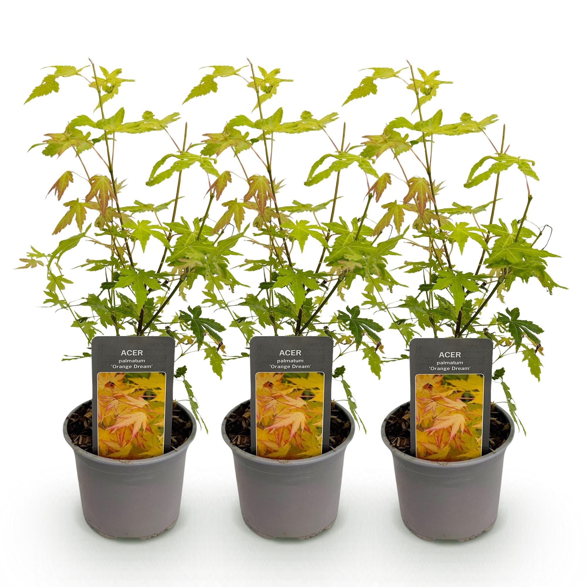 Acer palmatum Orange Dream – 3 Pflanzen – 12cm – Höhe ca. 35cm – Pflegeleicht