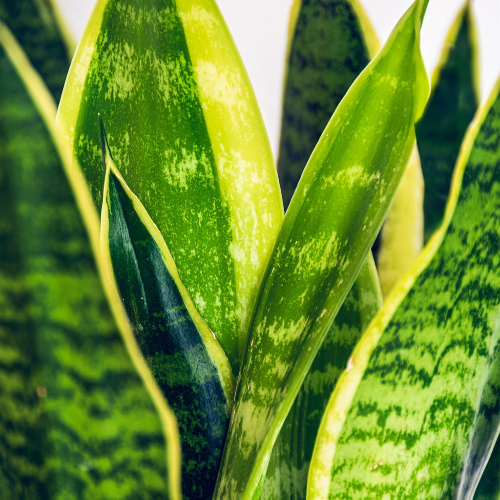 Sansevieria Laurentii – 60-70cm – 17cm inkl. Naturkorb – Pflegeleichte Schwiegermutterzunge – Grün – Gelbes Blattwerk – Plant