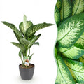 Dieffenbachia Tropic Snow Zimmerpflanze mit grauem Topf Ø21cm Höhe 90-100cm Pflegeleichte große Grünpflanze mit weiß