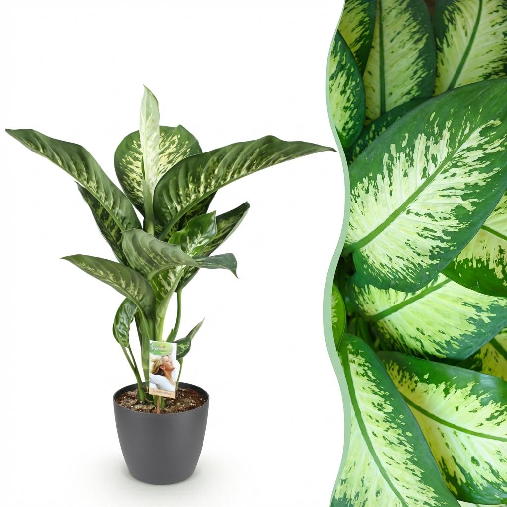 Dieffenbachia Tropic Snow Zimmerpflanze mit grauem Topf Ø21cm Höhe 90-100cm Pflegeleichte große Grünpflanze mit weiß