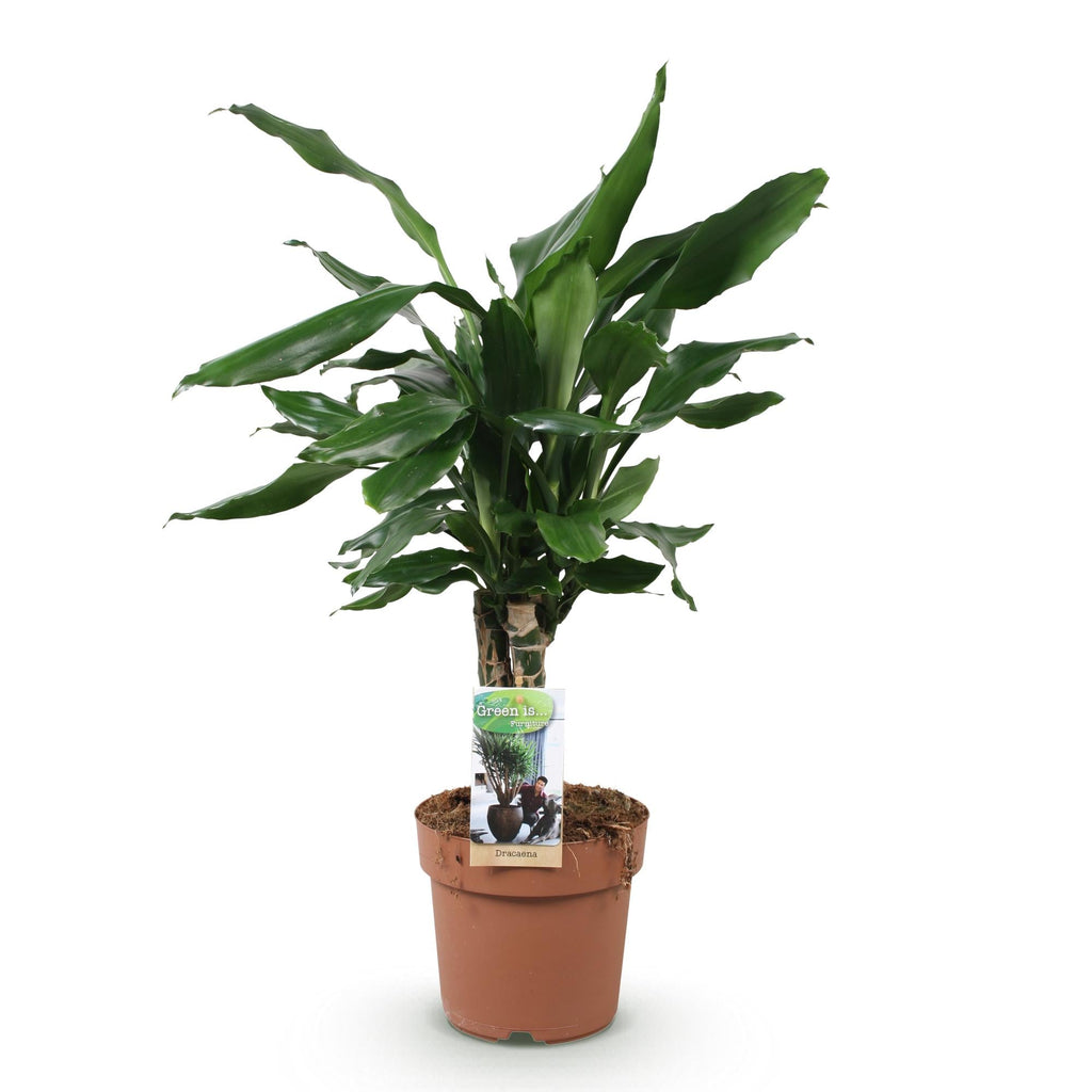 Dracaena fragrans Steudneri – 50-55cm – 17cm – Pflegeleichter Drachenbaum – Grüne Zimmerpflanze für Wohnzimmer, Büro & Schlafzimmer – Plant