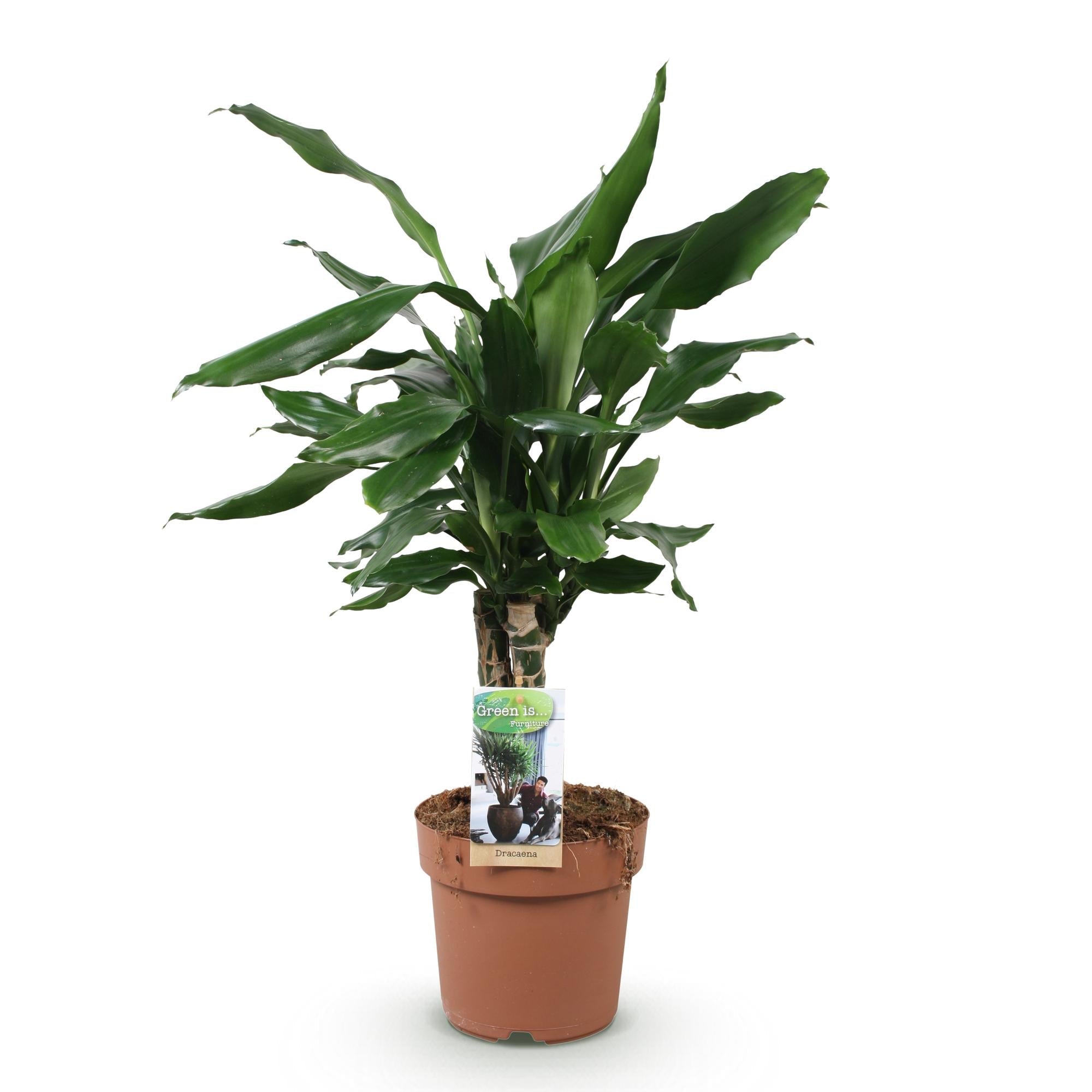 Dracaena fragrans Steudneri – 50-55cm – 17cm – Pflegeleichter Drachenbaum – Grüne Zimmerpflanze für Wohnzimmer, Büro & Schlafzimmer – Plant