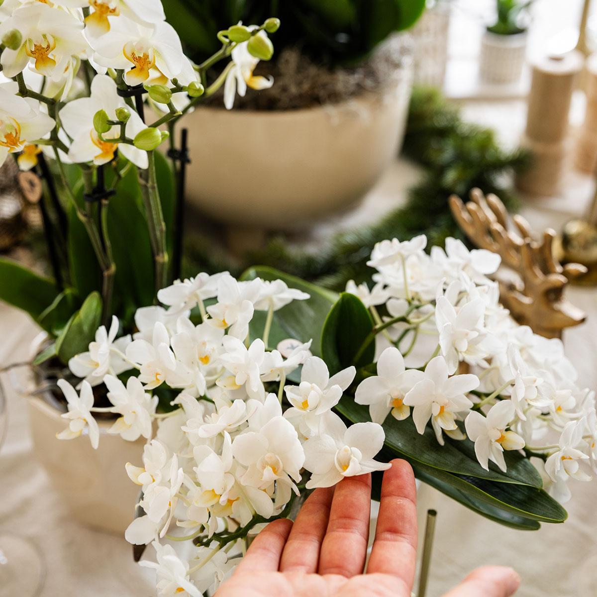 Weiße Phalaenopsis Orchidee Nazaré – Ø9cm – Elegante Zimmerpflanze – Pflegeleicht & Blühfreudig – Ideal für Küche, Wohnzimmer & Büro – Plant