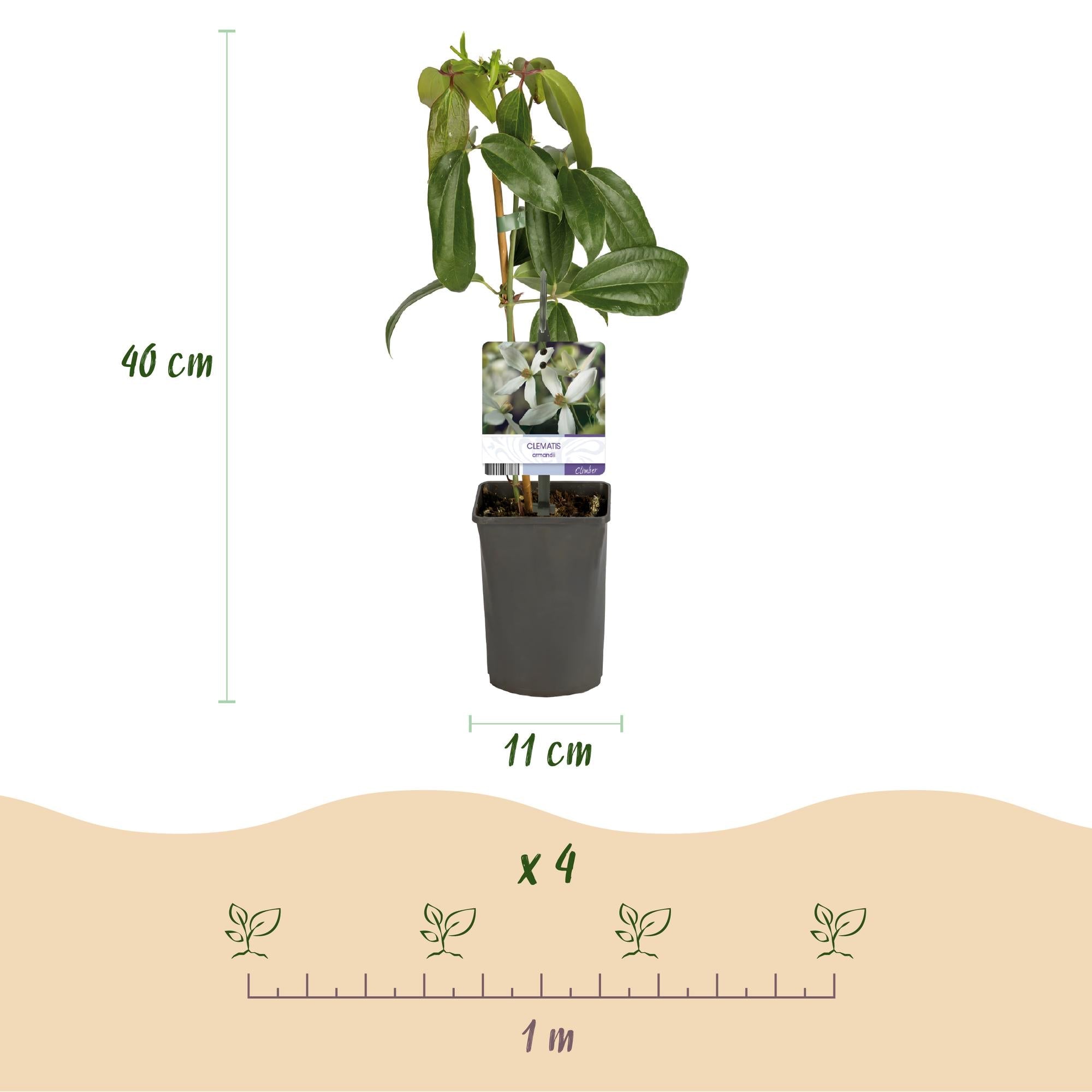 Kletterpflanze – Clematis armandii – Weiße Blüten – Immergrün – Duftend – 11cm – Höhe 40cm – Frühblüher – Pflegeleicht – Plant