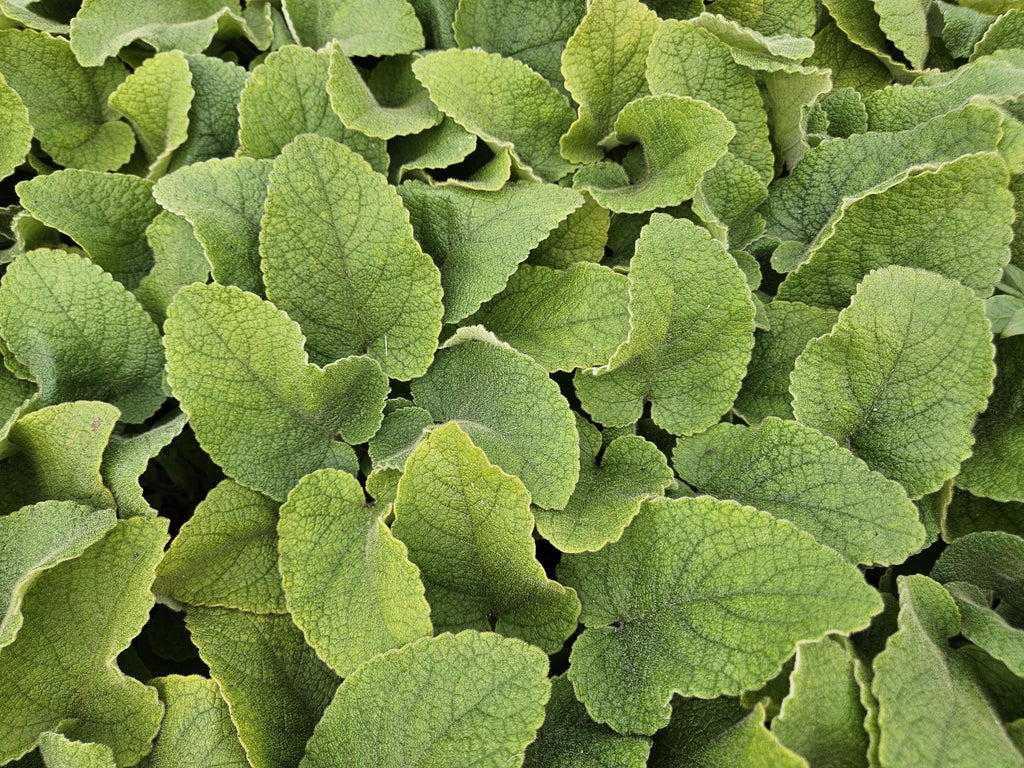 Russel Brandkraut Phlomis russeliana – ↕10-25cm – Ø9cm – Winterhart & Bienenfreundlich – Sommerblüher für Beete & Garten – Plant