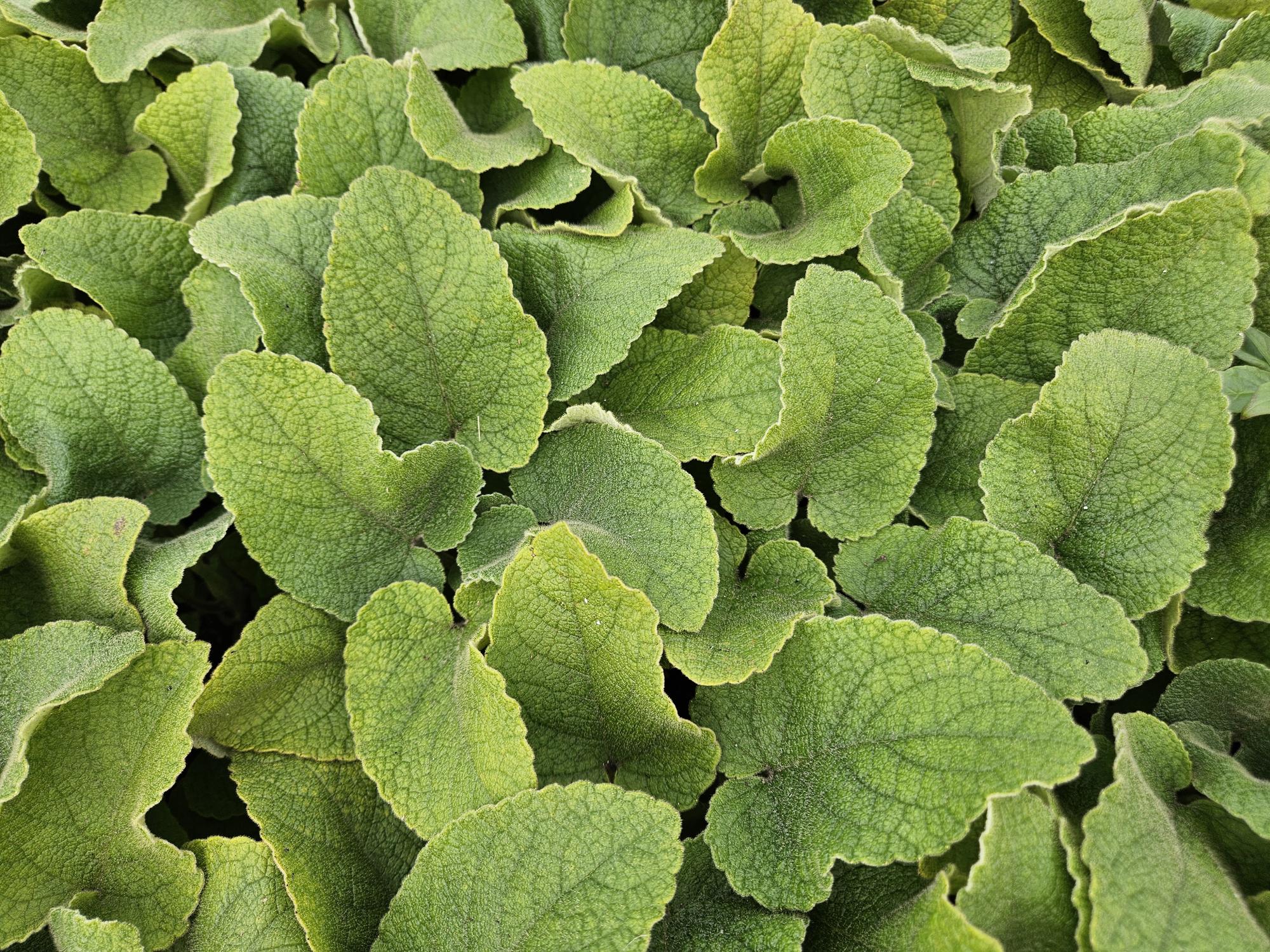 Russel Brandkraut Phlomis russeliana – ↕10-25cm – Ø9cm – Winterhart & Bienenfreundlich – Sommerblüher für Beete & Garten – Plant