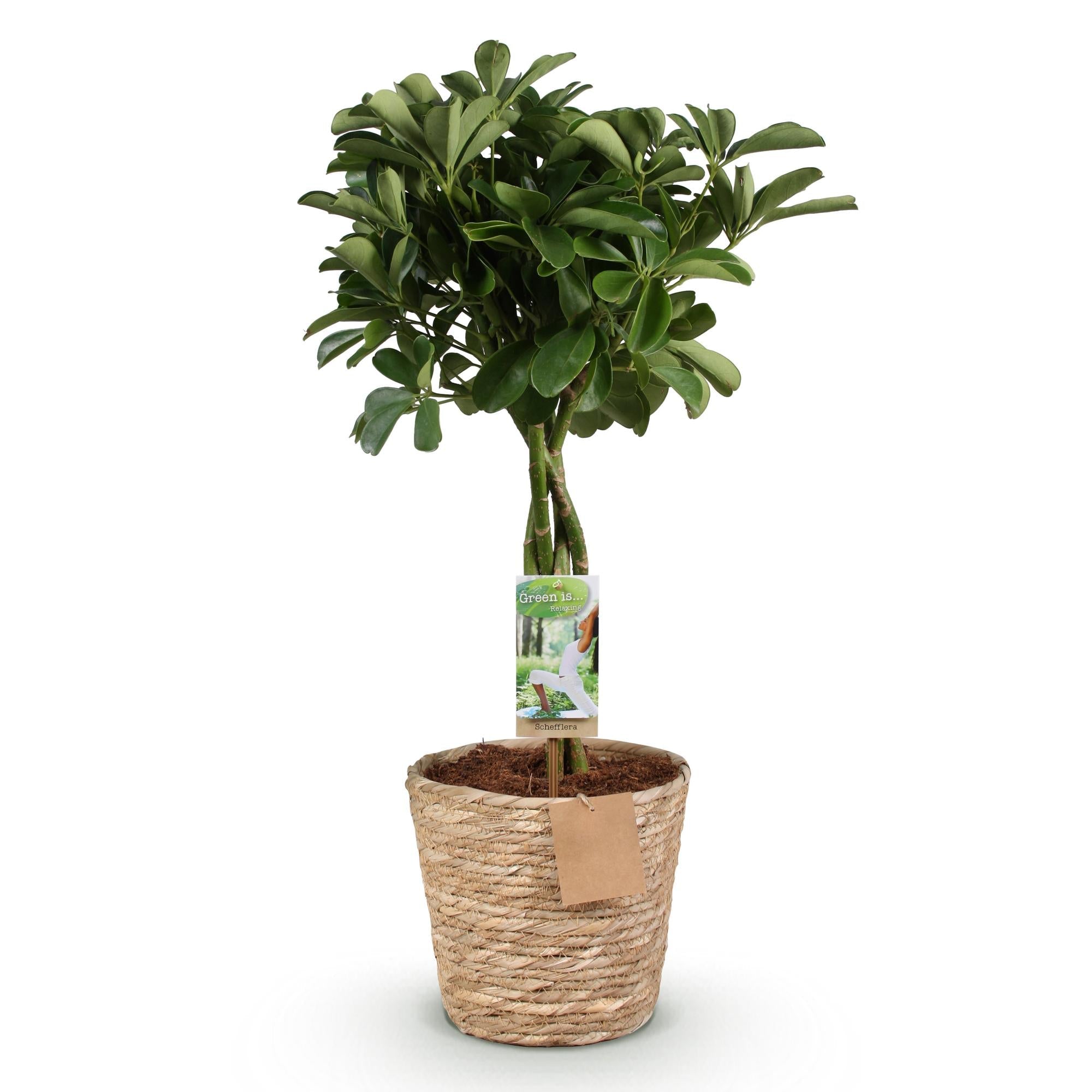 Schefflera Nora – 70-80cm – 21cm inkl. Naturkorb – Pflegeleichter Fingerbaum – Glänzende Grünpflanze für Wohnzimmer, Büro & Schlafzimmer – Plant