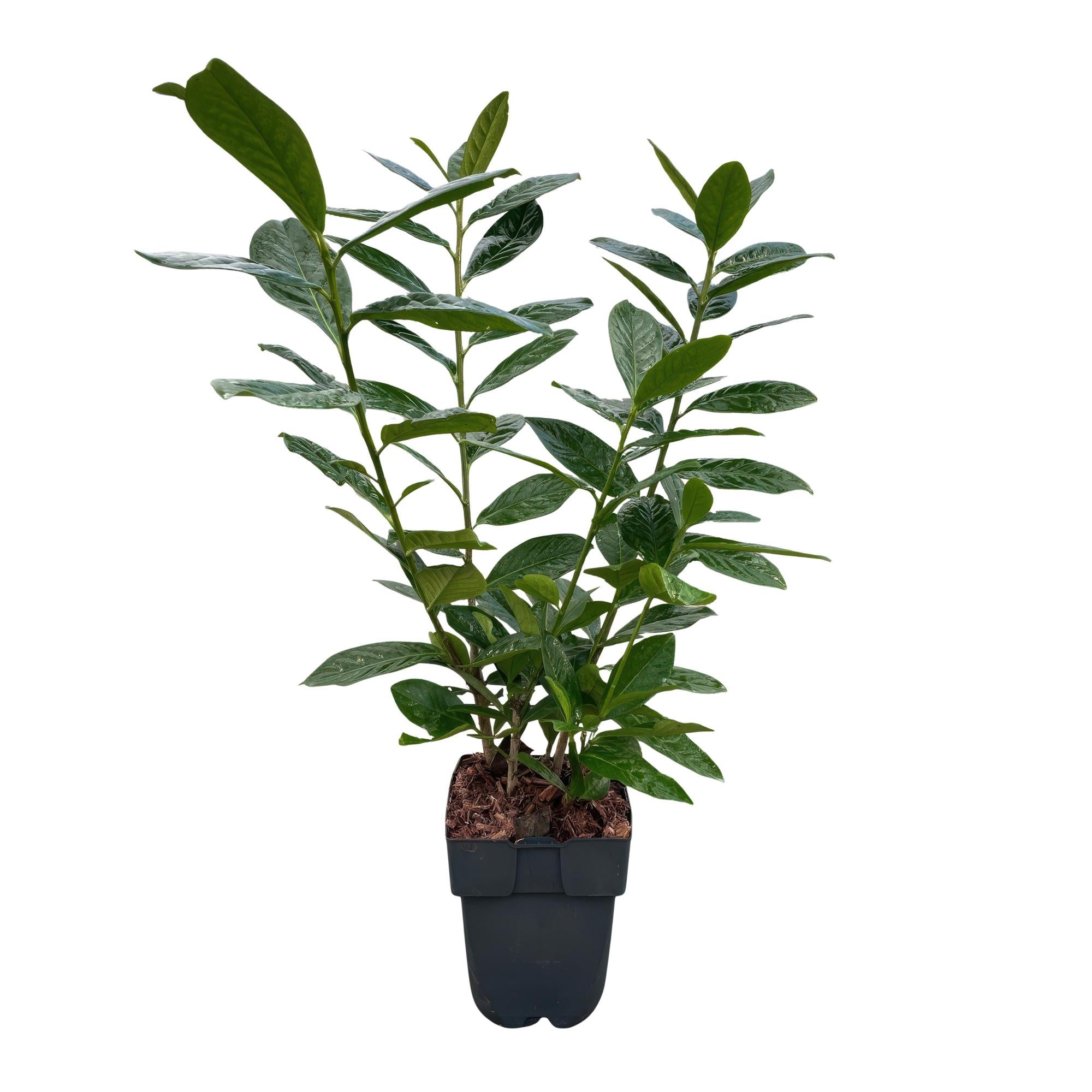 Kirschlorbeer Prunus laurocerasus Novita – Heckenpflanze – Blatt grün – 6 Pflanzen – 1 laufender Meter – Immergrün – 17cm Höhe 50cm – Plant