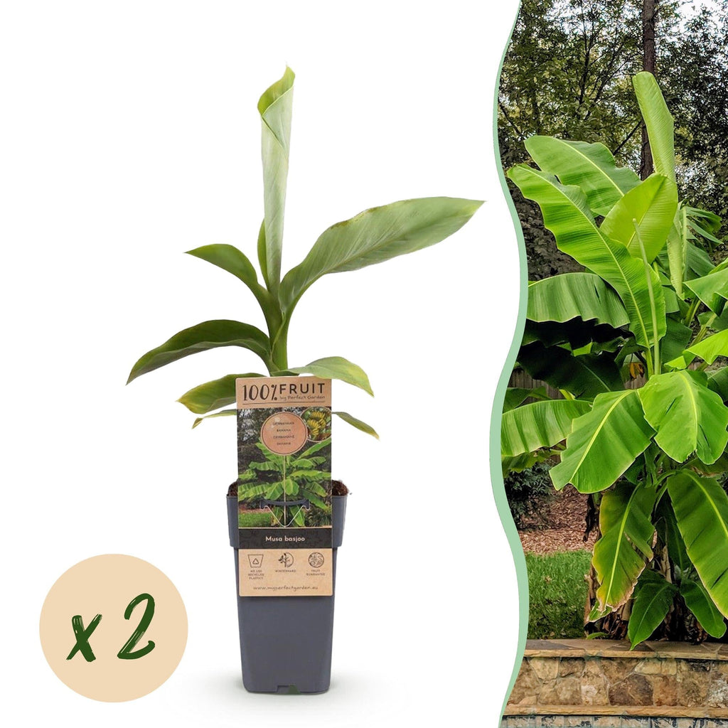 Japanische Faserbanane – Musa basjoo – Winterhart – 2 Pflanzen – Ø15cm – Höhe ca. 50cm – Tropische Optik & essbare Früchte – Pflegeleicht – Plant