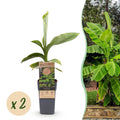 Japanische Faserbanane – Musa basjoo – Winterhart – 2 Pflanzen – Ø15cm – Höhe ca. 50cm – Tropische Optik & essbare Früchte – Pflegeleicht – Plant