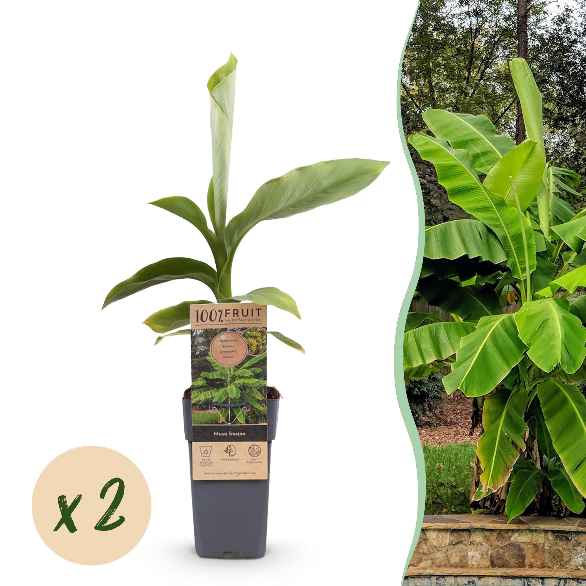 Japanische Faserbanane – Musa basjoo – Winterhart – 2 Pflanzen – Ø15cm – Höhe ca. 50cm – Tropische Optik & essbare Früchte – Pflegeleicht – Plant