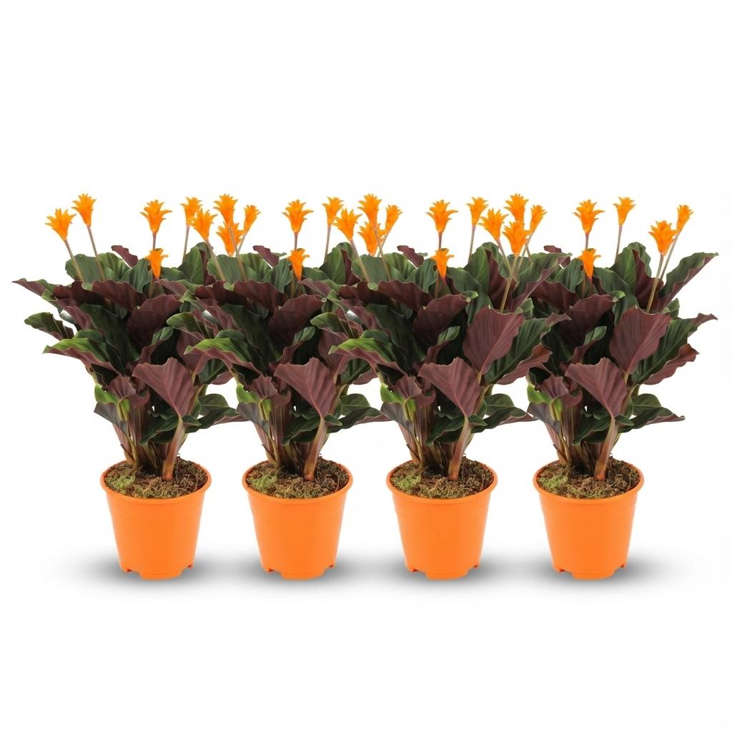 Korbmarante Calathea Crocata – 4 Pflanzen – Ø14cm – Höhe 40-45cm – Orange blühende Zimmerpflanze – Luftfeuchteliebend & dekorativ