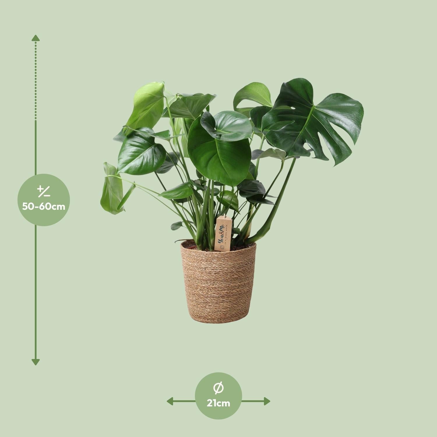 Monstera In Natural Basket – Ø21cm – ↕60cm – Pflegeleichte Zimmerpflanze mit charakteristischem Fensterblatt – Im natürlichen Flechtkorb – Luftreinigend & dekorativ – Plant