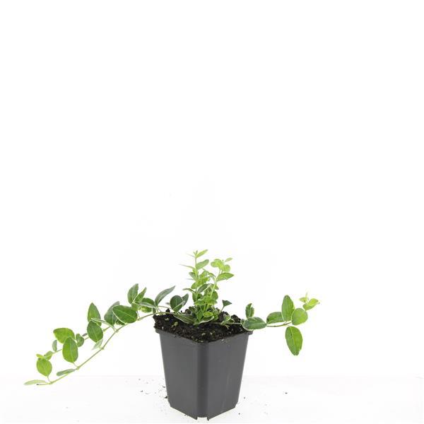 Kleinblättriges weißbuntes Immergrün Vinca minor Argenteovariegata – ↕10-25cm – Ø9cm – Bodendecker – Violette Blüten – Wintergrün – Plant
