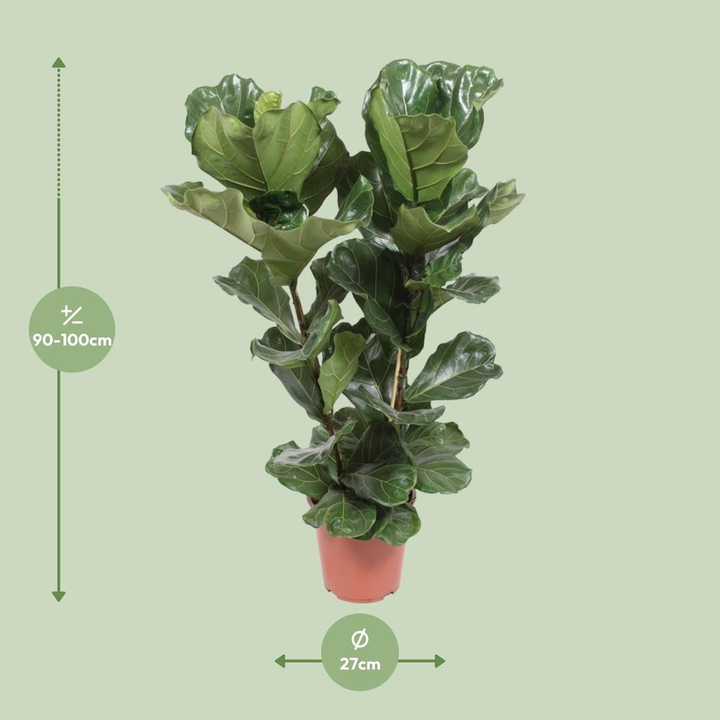 Geigen – Feige – Ficus Lyrata – Zimmerpflanze – Ø27cm – ↕100cm – Elegante Grünpflanze mit großen Blättern – Luftreinigend & pflegeleicht – Plant