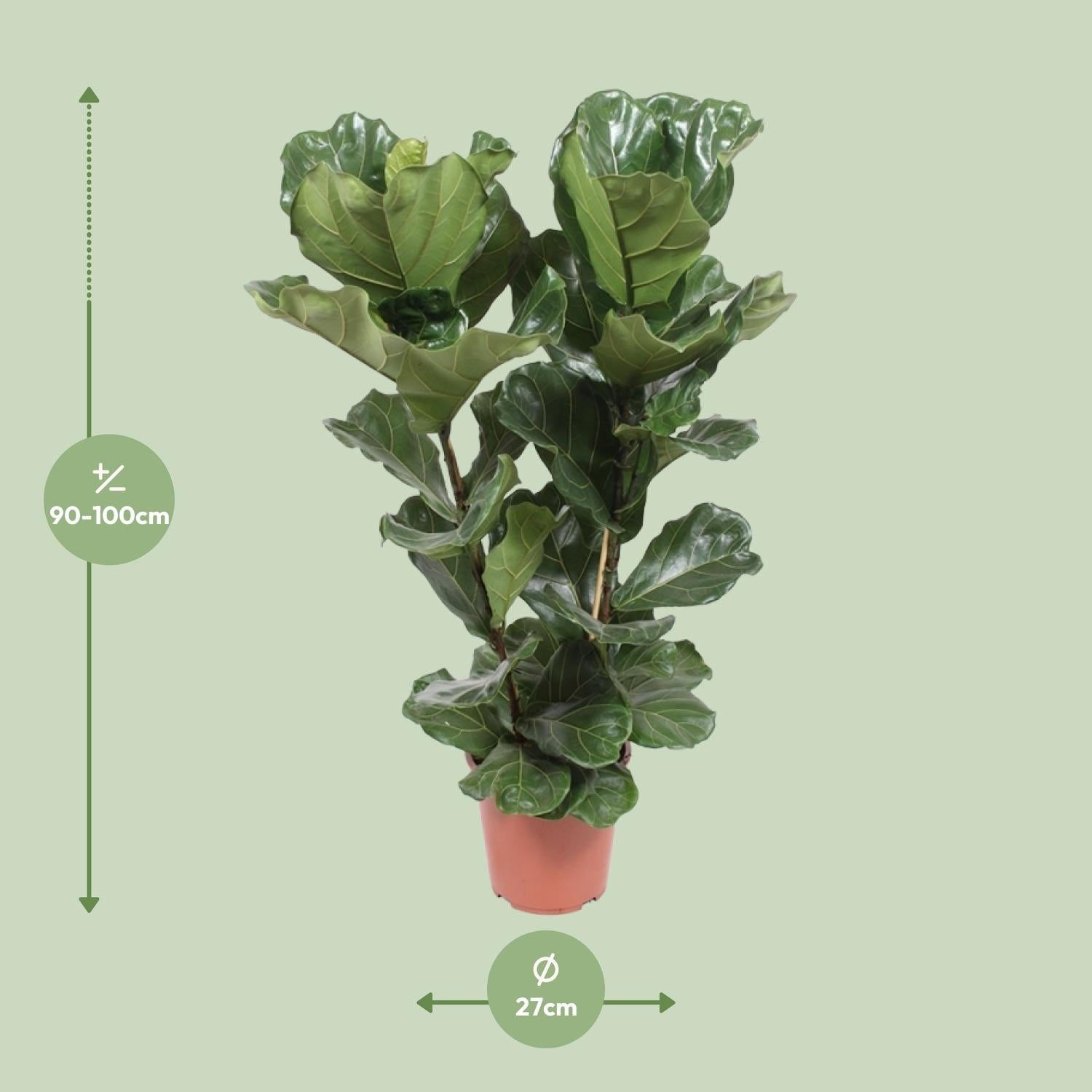 Geigen – Feige – Ficus Lyrata – Zimmerpflanze – Ø27cm – ↕100cm – Elegante Grünpflanze mit großen Blättern – Luftreinigend & pflegeleicht – Plant