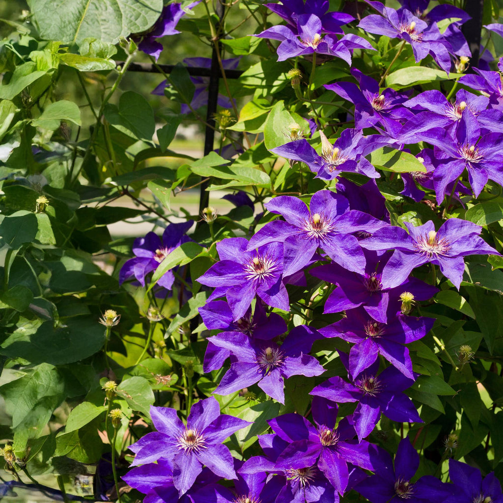 Kletterpflanze Clematis The President – Rosa Blüten – 2 Pflanzen – 11cm x H40cm – Bis 3m – Pflegeleicht – Ideal für Garten, Balkon & Pergola – Plant