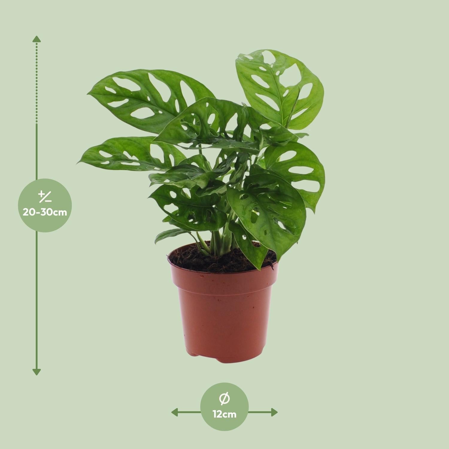 Monstera Monkey Leaf – Fensterblatt – Ø12cm – ↕30cm – Pflegeleichte Lochpflanze mit dekorativem Blattmuster – Luftreinigend & dekorativ – Plant