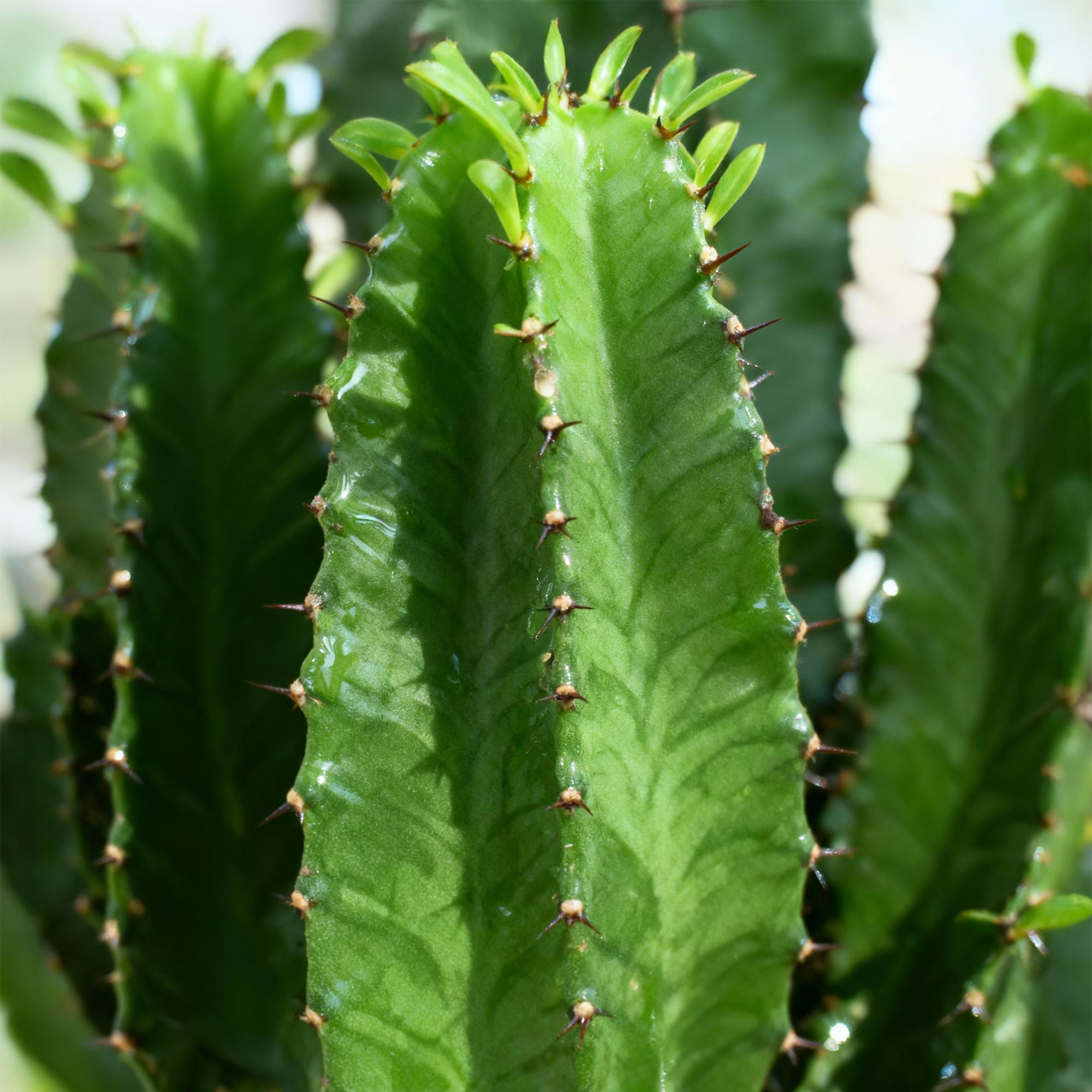 Wolfsmilchkaktus Euphorbia eritrea – Afrikanischer Milchbaum – 2 Zimmerpflanzen – 70cm 19cm – Pflegeleichter Wolfsmilchkaktus – bläulicher Optik