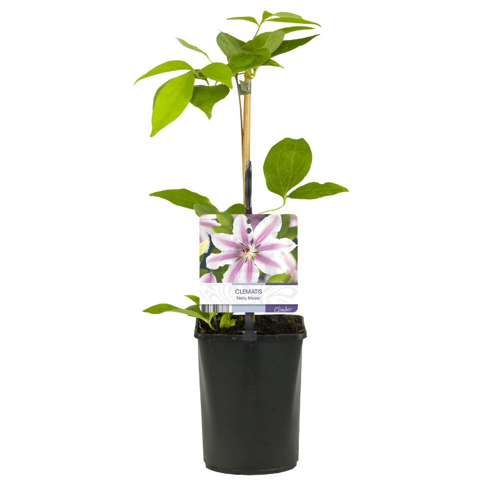 Kletterpflanze Clematis Nelly Moser – Rosa Blüten – Wenig Pflege – 2 Pflanzen – 11cm Höhe 40cm – Für Garten, Balkon & Pergolen – Plant