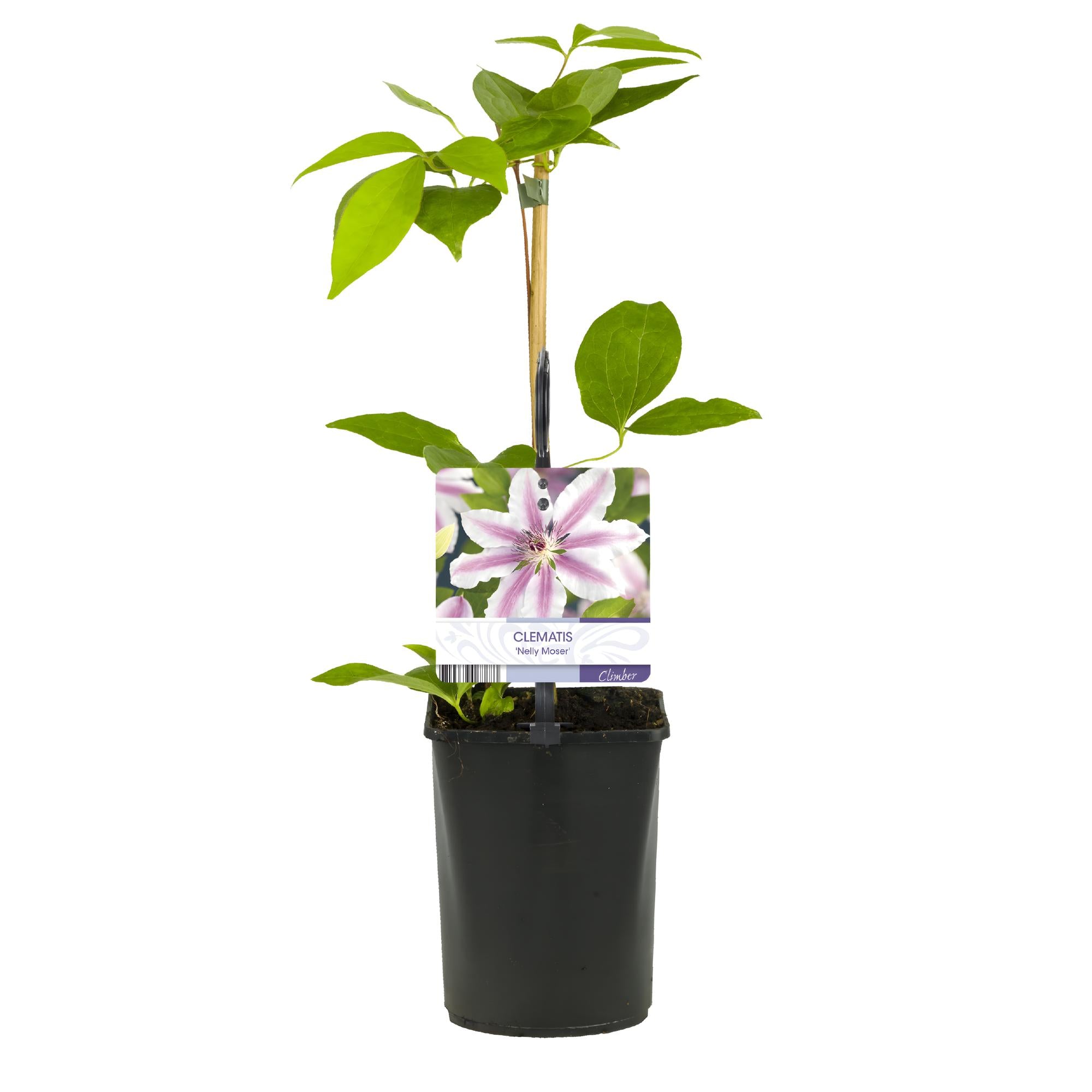 Kletterpflanze Clematis Nelly Moser – Rosa Blüten – Wenig Pflege – 2 Pflanzen – 11cm Höhe 40cm – Für Garten, Balkon & Pergolen – Plant