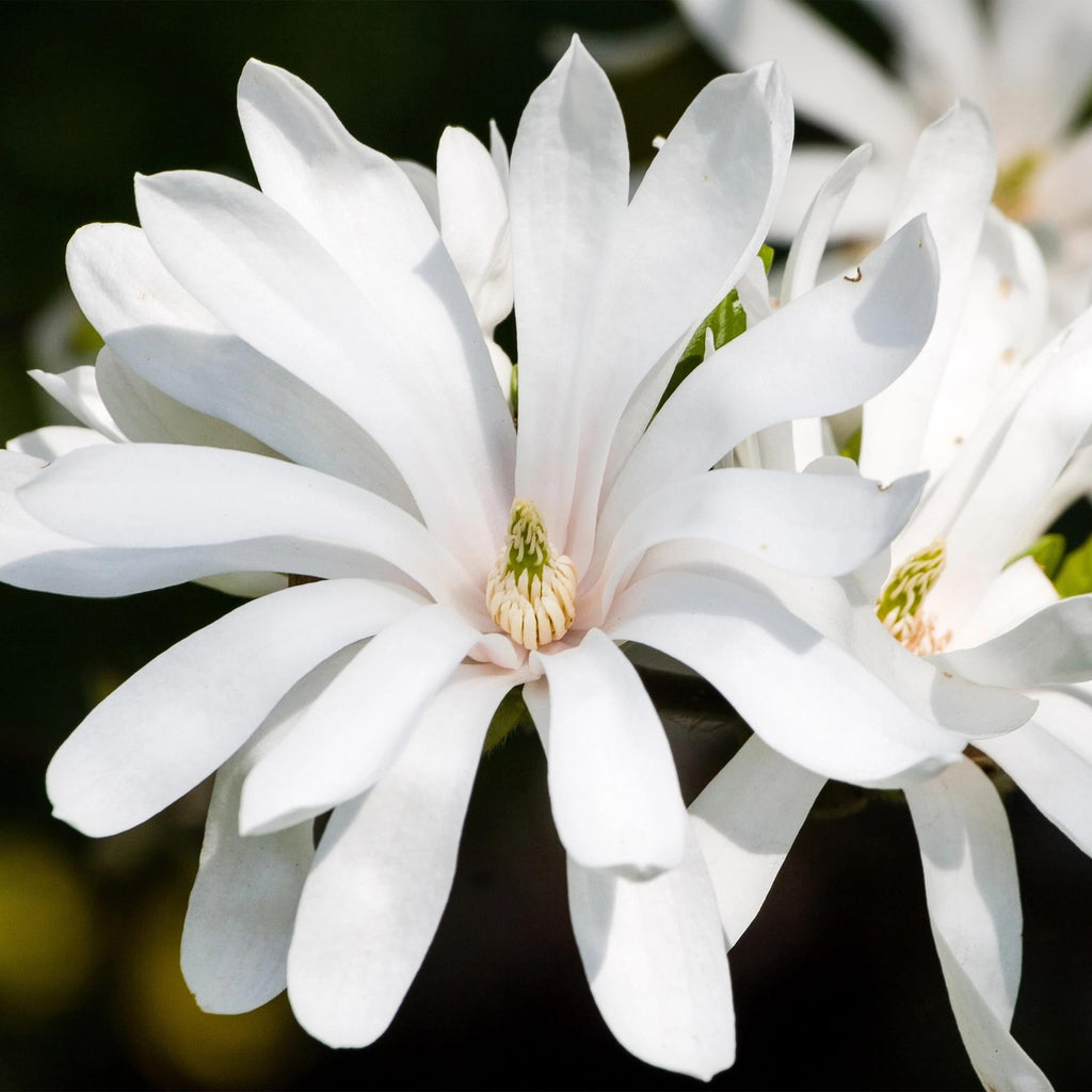 Magnolia stellata Royal Star – 12cm – Höhe ca. 30cm – Laubabwerfende Stern – Magnolie mit weißen Frühlingsblüten – Plant