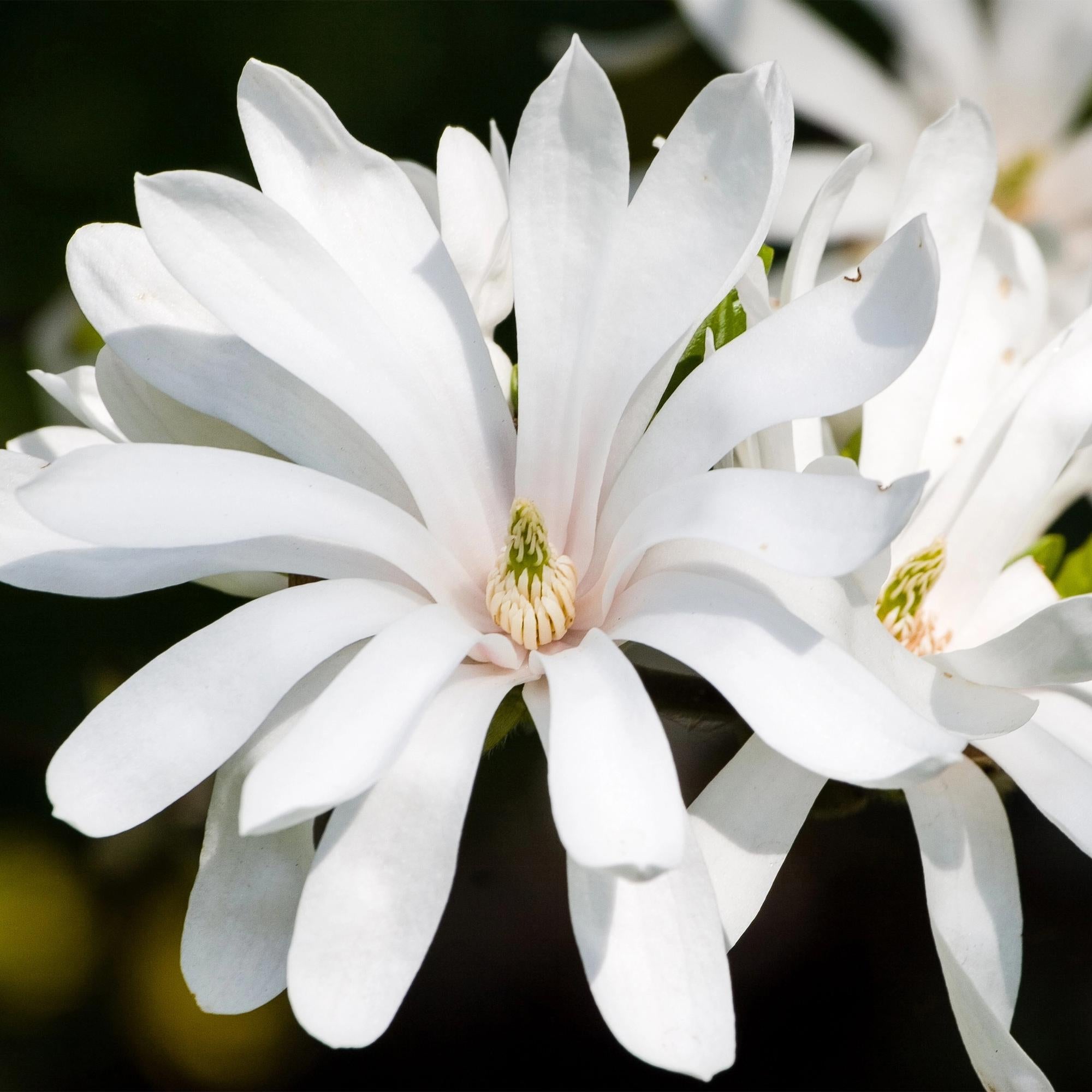 Magnolia stellata Royal Star – 12cm – Höhe ca. 30cm – Laubabwerfende Stern – Magnolie mit weißen Frühlingsblüten – Plant
