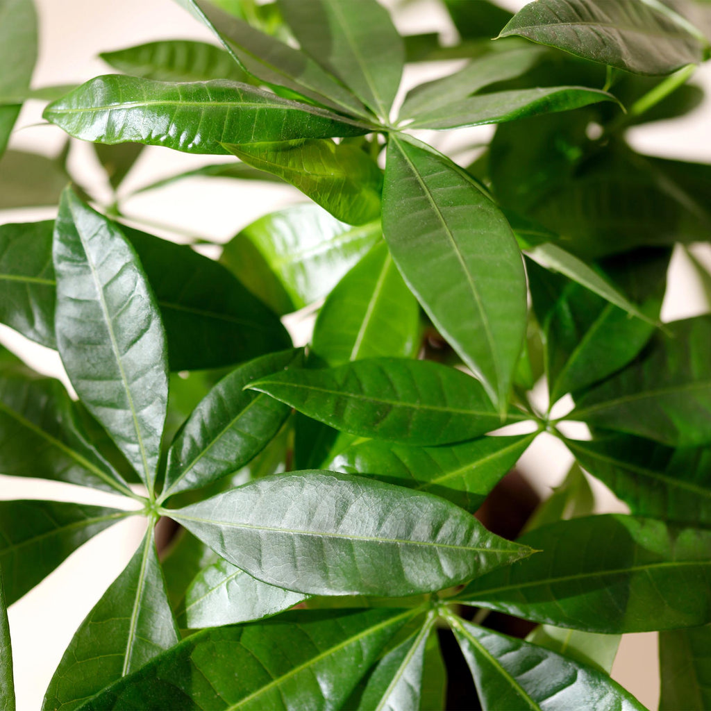 Pachira Aquatica Geflochtener Stamm – 60-70cm – 17cm – Pflegeleichter Geldbaum – Grüne Zimmerpflanze für Wohnzimmer & Büro – Luftreinigend & dekorativ – Plant