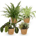 Zimmerpflanzen Mix Set im Korb – Chlorophytum Maranta Calissia Nephrolepsis – 4er Set Ø12cm Höhe25cm – Haustierfreundliche Grünpflanzen