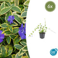 Kleinblättriges Immergrün Vinca minor 'Blue and Gold' – ↕10-25cm – Ø9cm – Wintergrüner Bodendecker mit goldgelbem Laub – Blau-lila Blüten – Für Beete & schattige Bereiche – Pflegeleicht & robust – Plant
