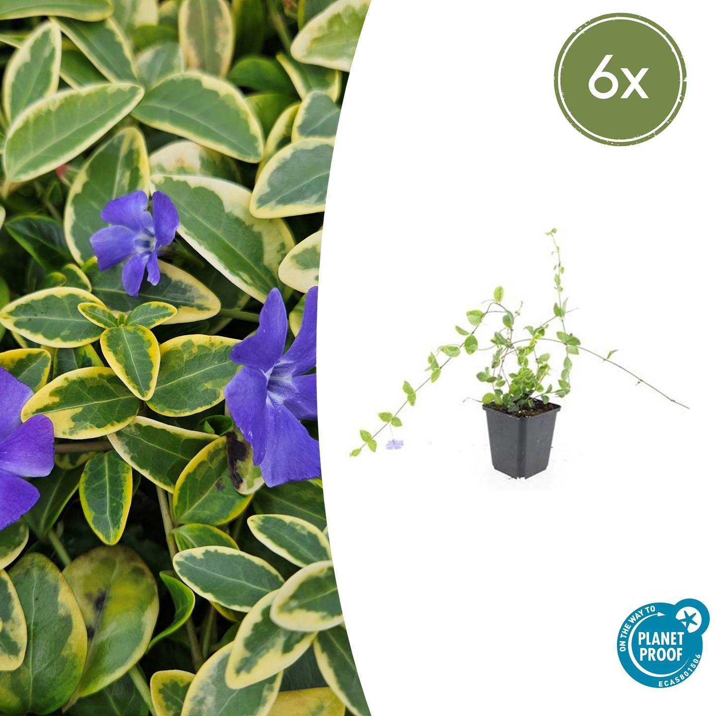 Kleinblättriges Immergrün Vinca minor 'Blue and Gold' – ↕10-25cm – Ø9cm – Wintergrüner Bodendecker mit goldgelbem Laub – Blau-lila Blüten – Für Beete & schattige Bereiche – Pflegeleicht & robust – Plant