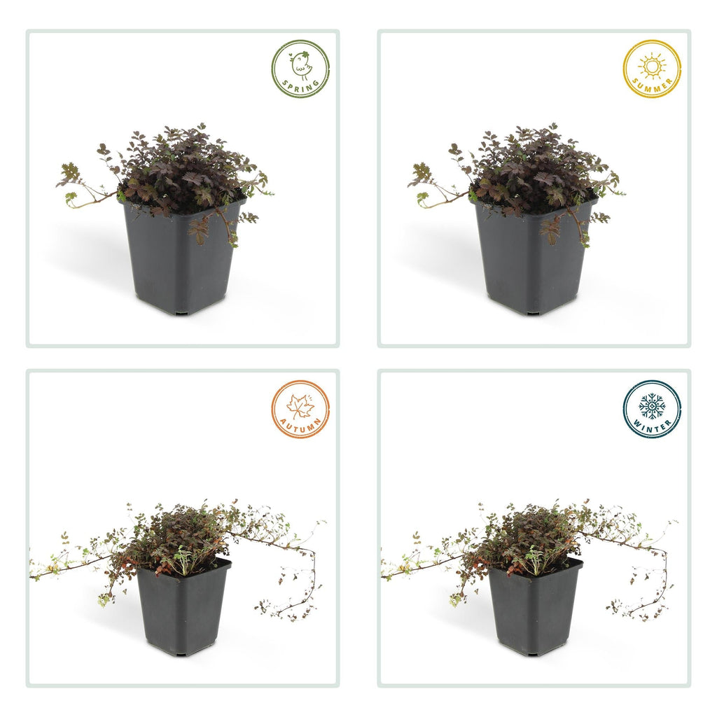 Acaena microphylla 'Kupferteppich' – 48 Pflanzen – ↕10-25cm – Ø9cm – Bodendecker – Flachwachsend & Robust – Steingarten & Wege – Pflegeleicht – Plant