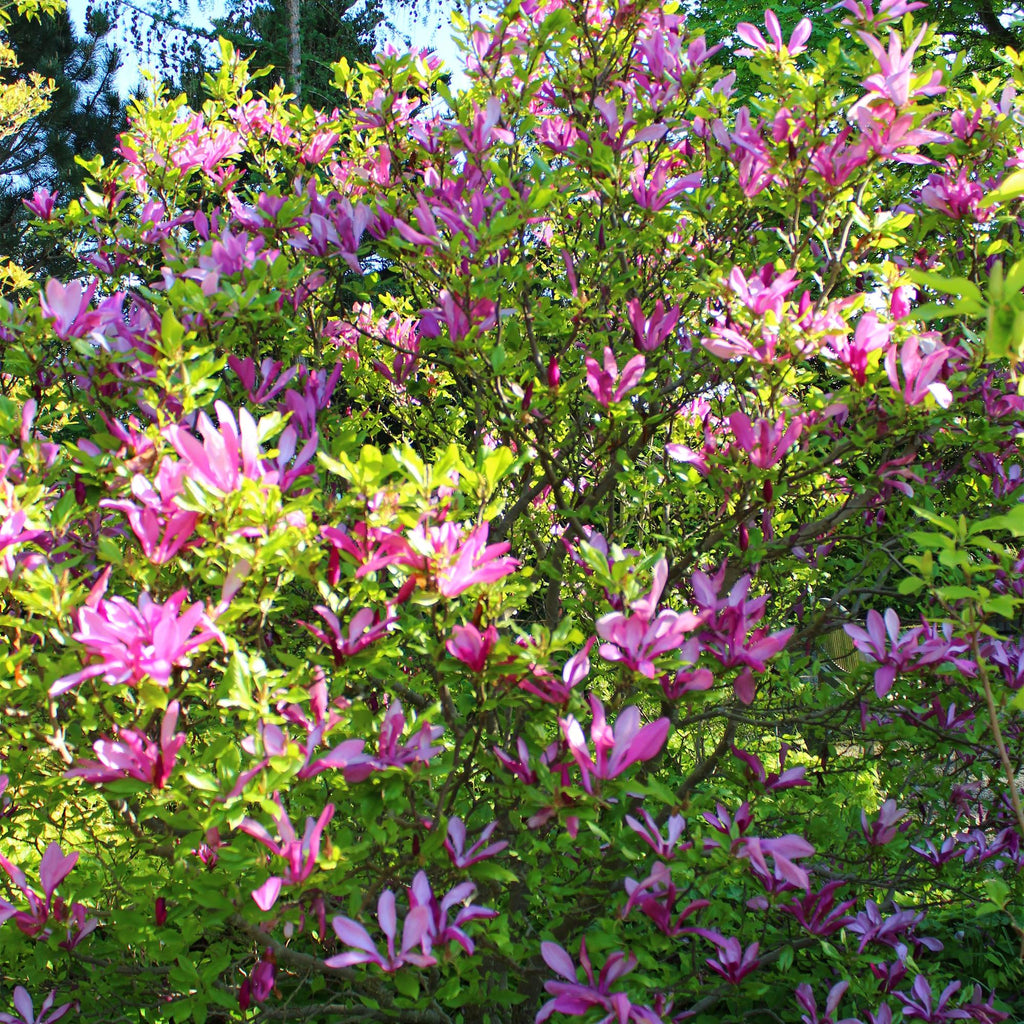Purpur – Magnolie Magnolia Susan – Strauch – Blumen dunkelrosa – Wenig Pflege – 17cm Höhe 45cm – Frühjahrsblüher für Garten & Terrasse – Plant