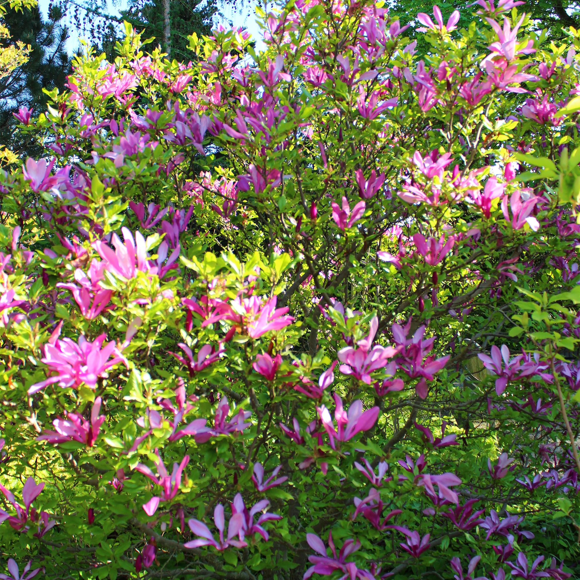 Purpur – Magnolie Magnolia Susan – Strauch – Blumen dunkelrosa – Wenig Pflege – 17cm Höhe 45cm – Frühjahrsblüher für Garten & Terrasse – Plant