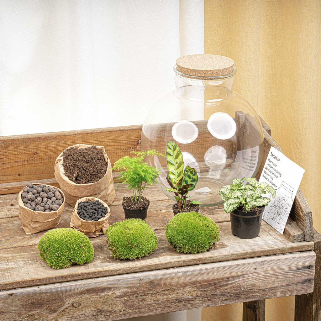 Flaschengarten Bolder Bob – Ø31cm – ↕30cm – DIY Terrarium mit Korkdeckel & Pflanzen – Selbstversorgendes Mini – Ökosystem ohne Werkzeug – Plant