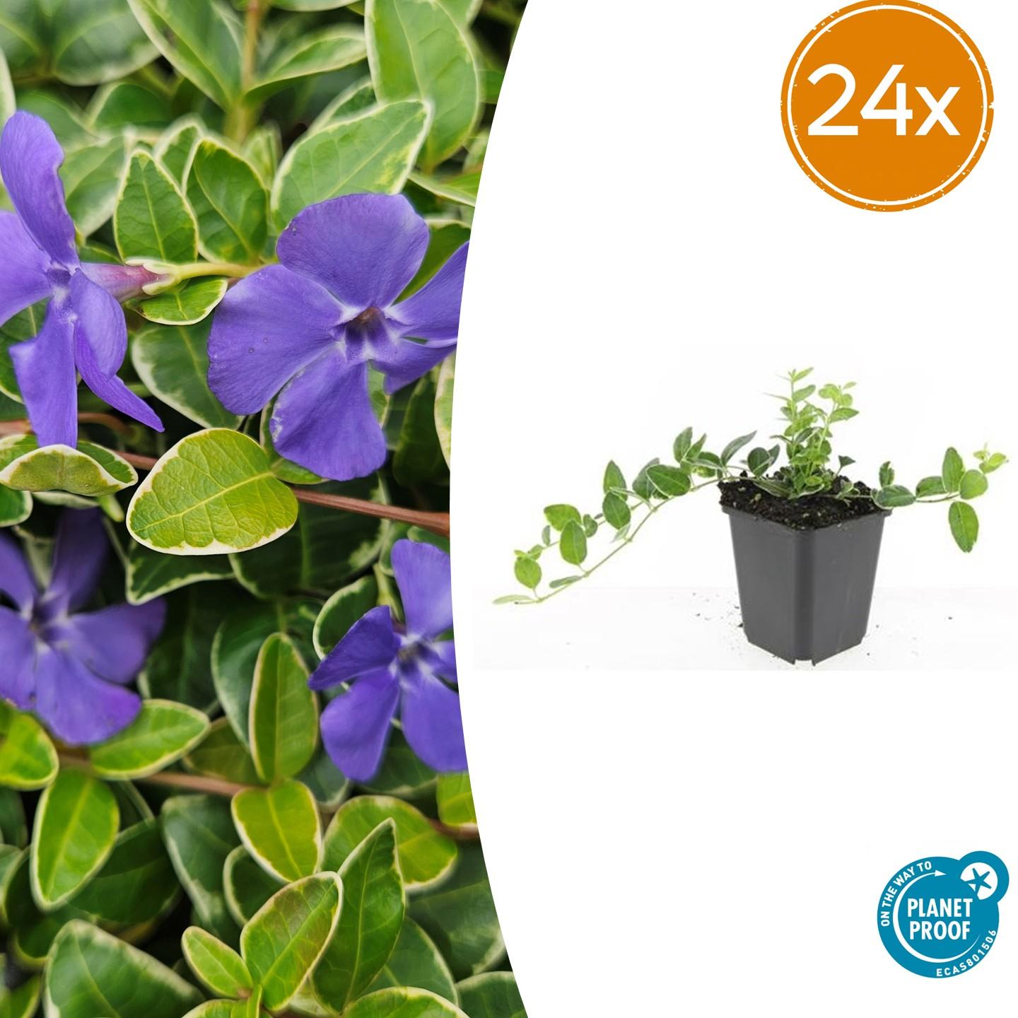 Kleinblättriges weißbuntes Immergrün Vinca minor Argenteovariegata – ↕10-25cm – Ø9cm – Bodendecker – Violette Blüten – Wintergrün – Plant