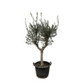 Olivenbaum – Olea europaea ‘Cultivo’ – ca. 220cm hoch – Ø40cm – mediterraner Großbaum – für Garten, Terrasse & Wintergarten – Plant