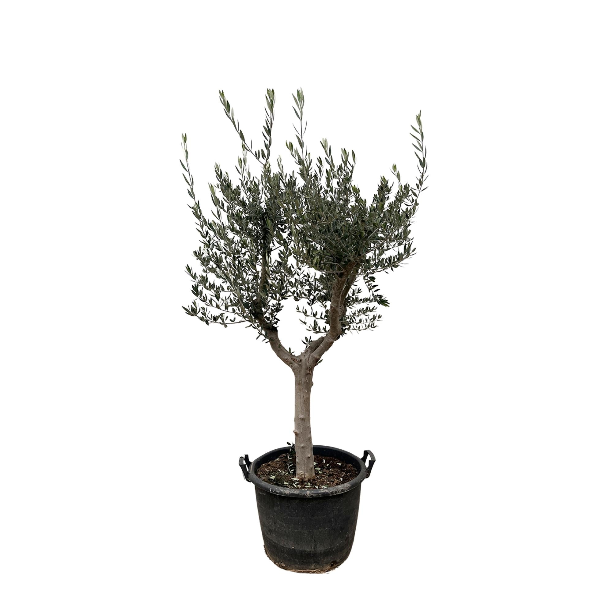 Olivenbaum – Olea europaea ‘Cultivo’ – ca. 220cm hoch – Ø40cm – mediterraner Großbaum – für Garten, Terrasse & Wintergarten – Plant