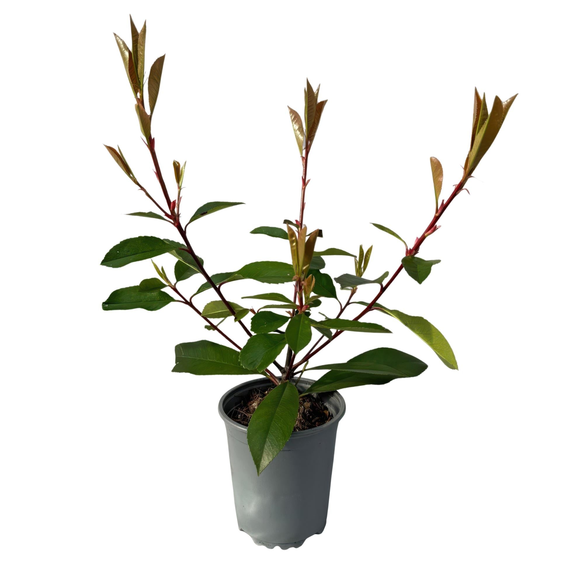 Frasers Glanzmispel – Photinia fraseri Red Robin – Heckenpflanze – Blatt rot grün – 8 Pflanzen – 1 laufender Meter – immergrün – 9cm Höhe 30-35cm – Plant