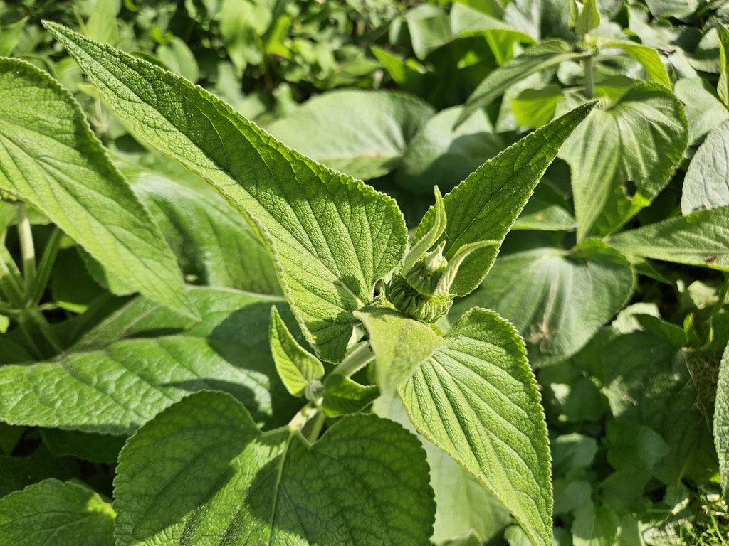 Russel Brandkraut Phlomis russeliana – ↕10-25cm – Ø9cm – Winterhart & Bienenfreundlich – Sommerblüher für Beete & Garten – Plant