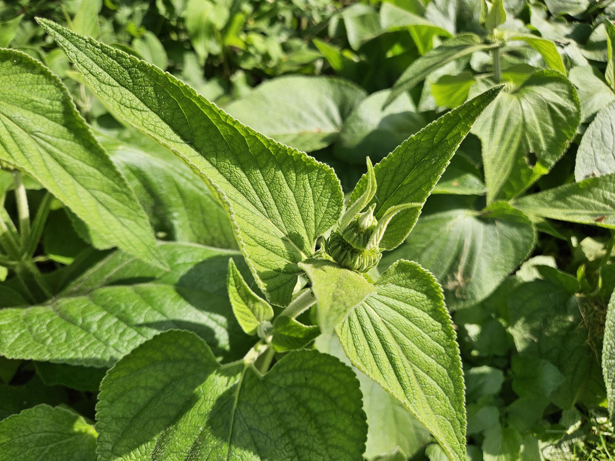 Russel Brandkraut Phlomis russeliana – ↕10-25cm – Ø9cm – Winterhart & Bienenfreundlich – Sommerblüher für Beete & Garten – Plant