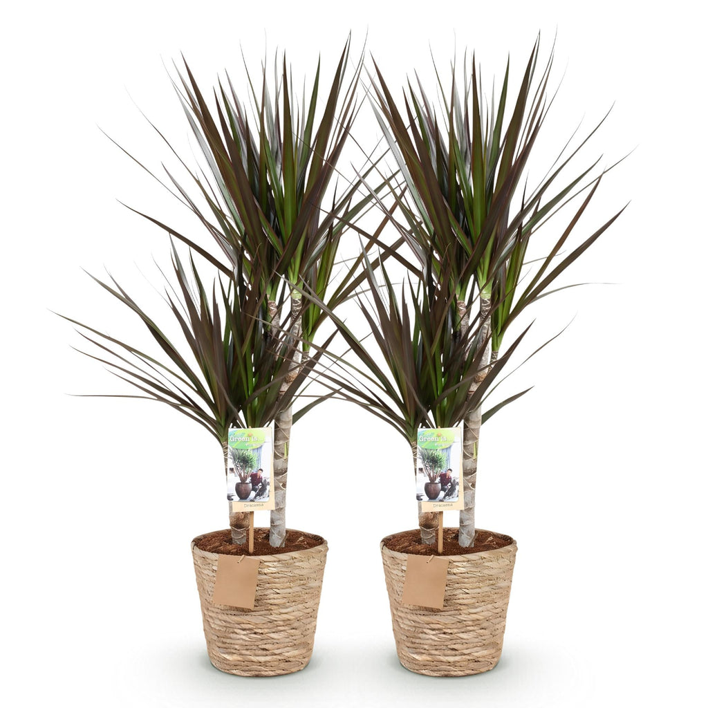 Dracaena Magenta – Zwei pflegeleichte Drachenbäume im dekorativen Korb – 17cm – Höhe 70-80cm – Rot – Grüne Zimmerpflanzen für Innenräume