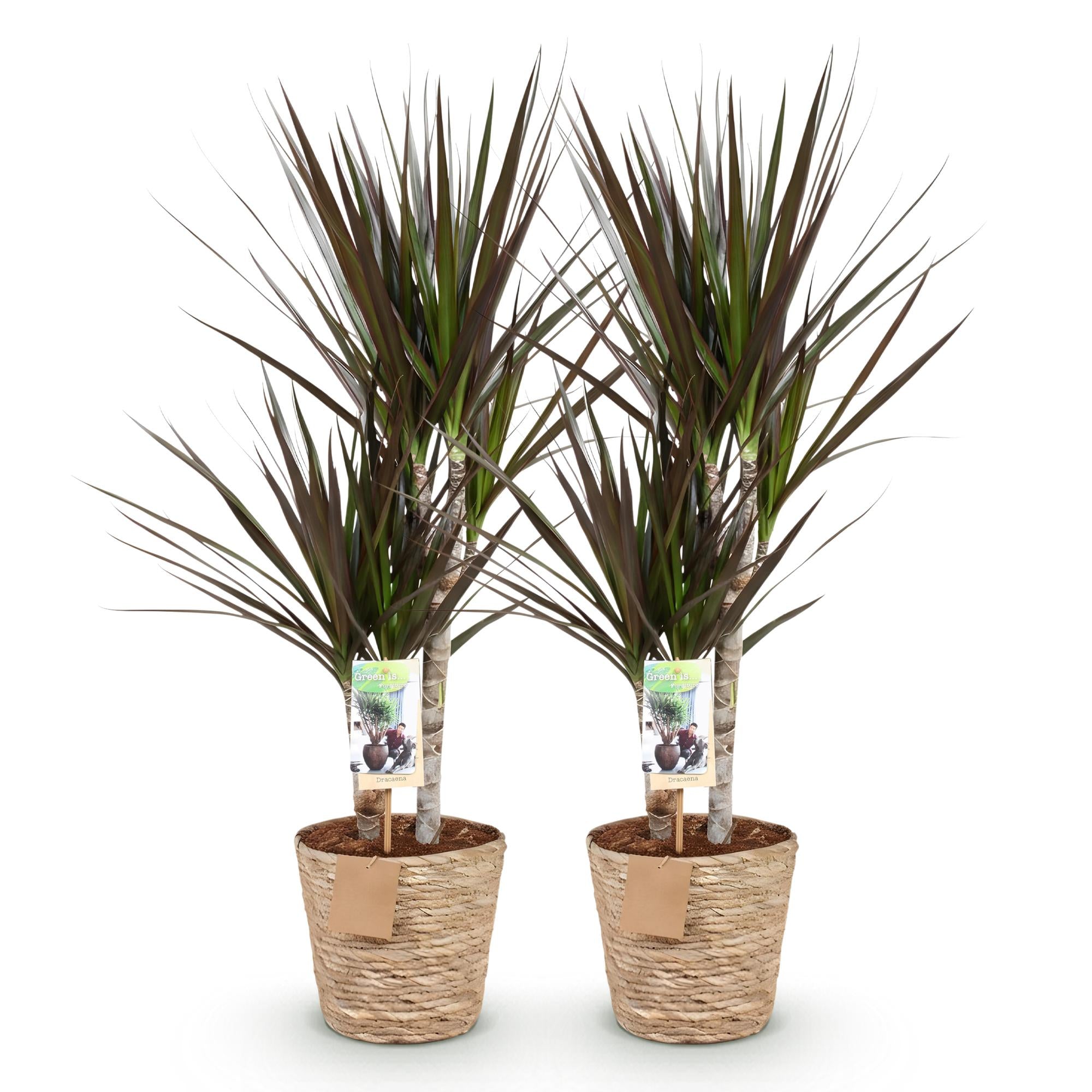 Dracaena Magenta – Zwei pflegeleichte Drachenbäume im dekorativen Korb – 17cm – Höhe 70-80cm – Rot – Grüne Zimmerpflanzen für Innenräume