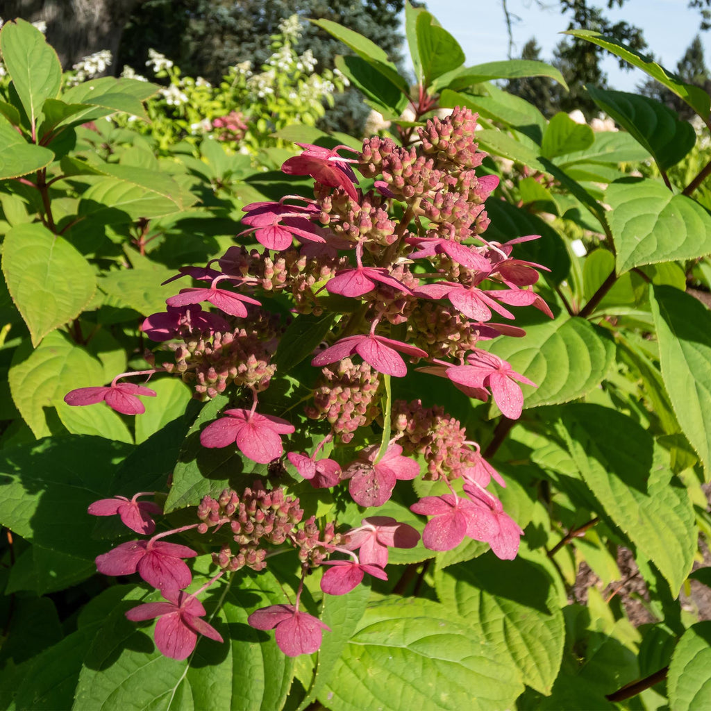 Rispenhortensie – Hydrangea panniculata Wims Red – Blüte Weiß-Rot – Laubabwerfend – Große Blüten – 17cm – Höhe ca. 50cm – Plant
