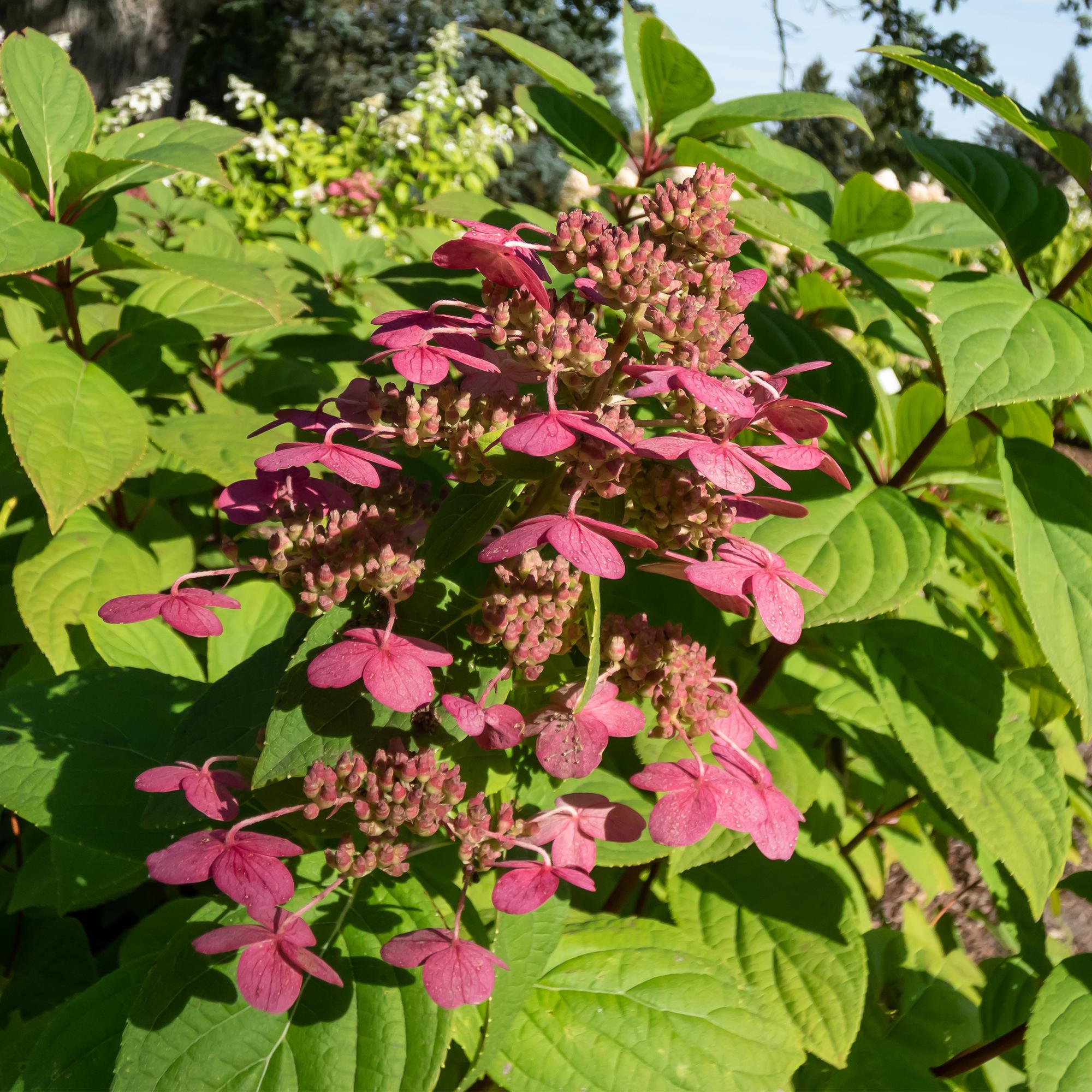 Rispenhortensie – Hydrangea panniculata Wims Red – Blüte Weiß-Rot – Laubabwerfend – Große Blüten – 17cm – Höhe ca. 50cm – Plant