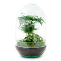 Flaschengarten Egg XL – DIY Bausatz Terrarium – ↕30cm – Do – It – Yourself Pflanzen – Set im Glas mit Korkdeckel – Autarkes Mini – Ökosystem – Plant