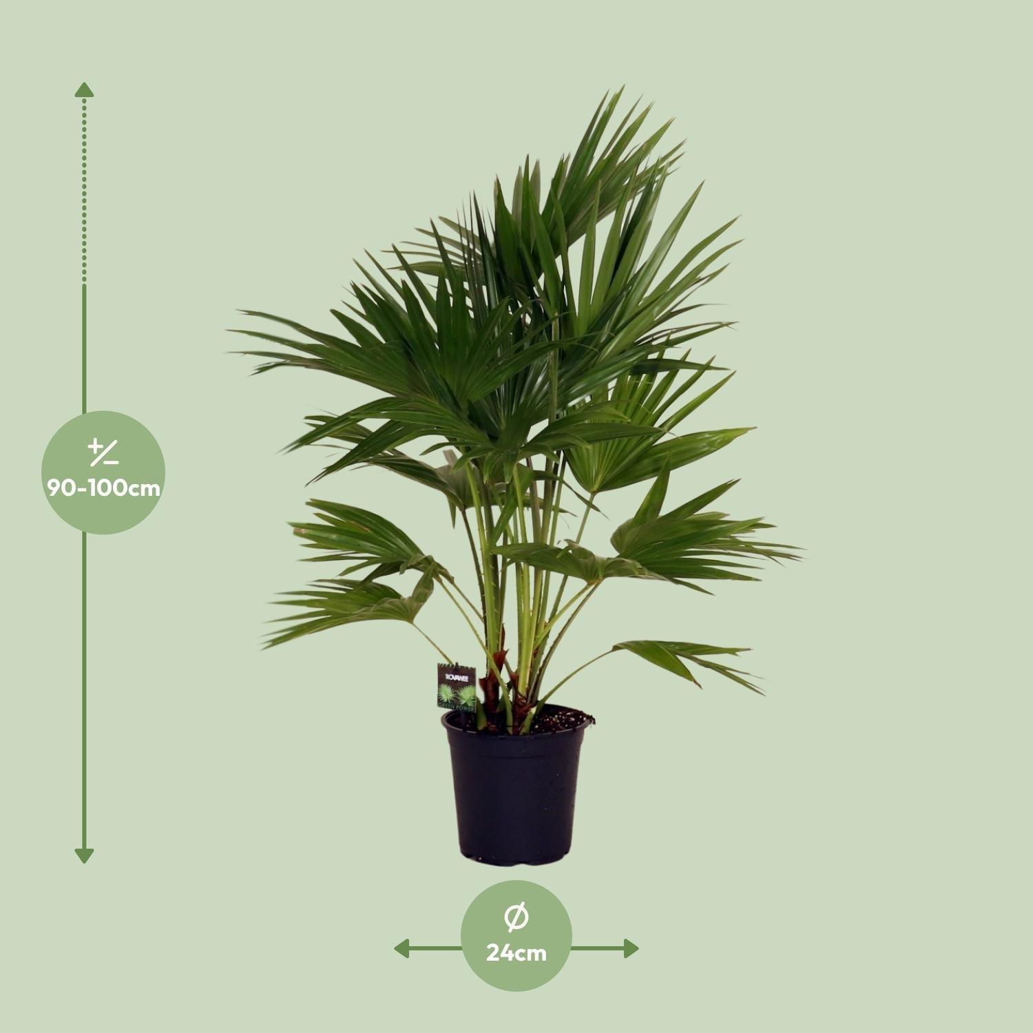 Livistona Chinensis – Fächerpalme – Zimmer – & Terrassenpflanze – Ø24cm – Ca. 100cm hoch – Plant