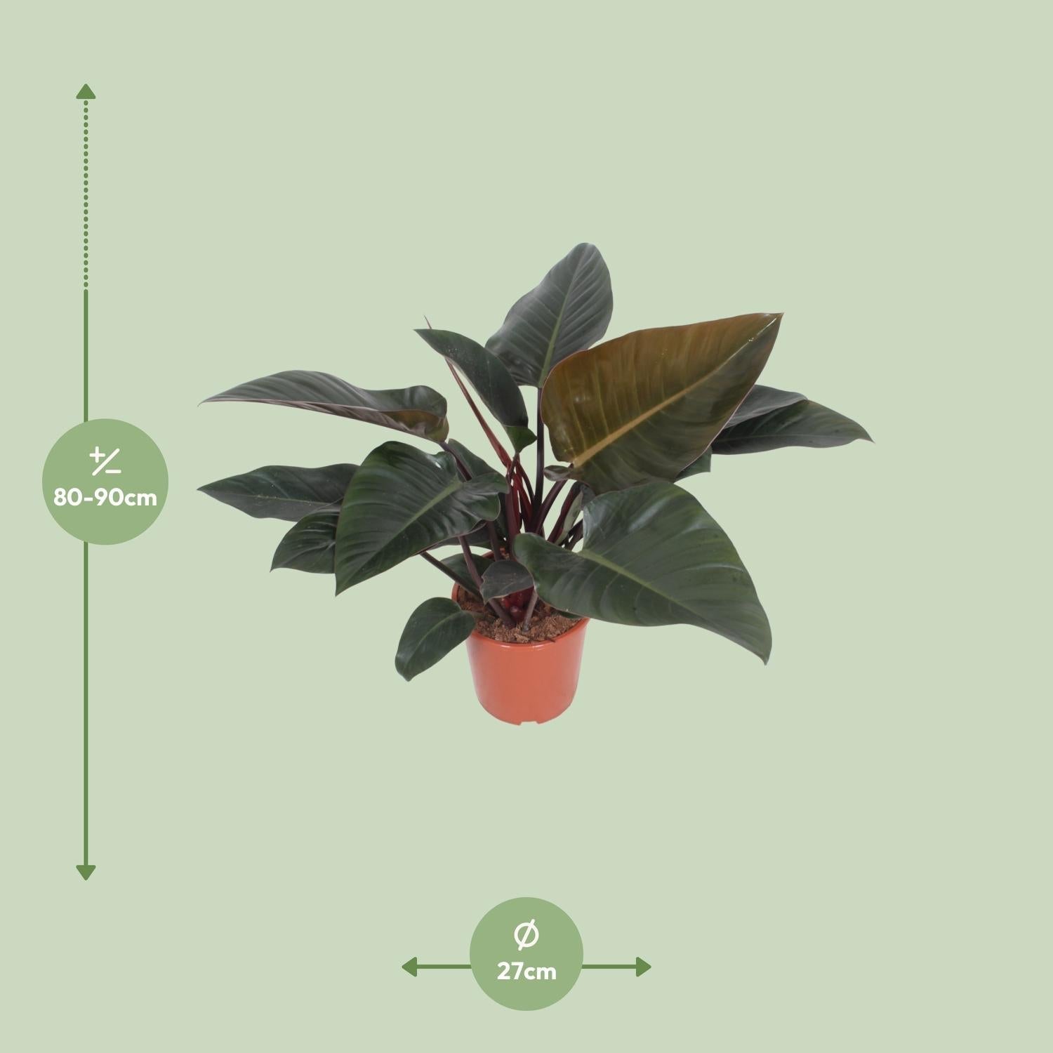 Baumfreund – Philodendron Congo Red – Zimmerpflanze – Ø27cm – ↕80cm – Herzförmige Blätter – Luftreinigend – Pflegeleicht