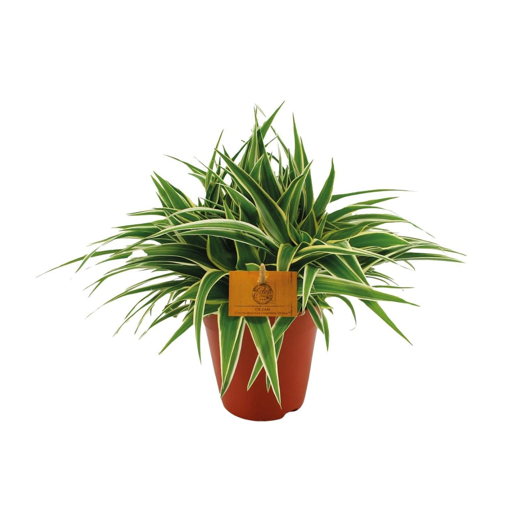 Grünlilie – Chlorophytum Ocean – Zimmerpflanze – Ø15cm – ↕25cm – Pflegeleichte Spinnenpflanze mit langen, grünen Blättern – Plant