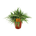 Grünlilie – Chlorophytum Ocean – Zimmerpflanze – Ø15cm – ↕25cm – Pflegeleichte Spinnenpflanze mit langen, grünen Blättern – Plant